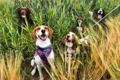 Woofs-in-long-grass